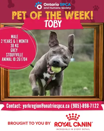Pet of the  Week - Toby