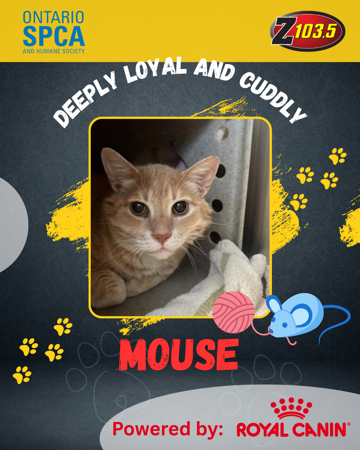PET OF THE WEEK - MOUSE